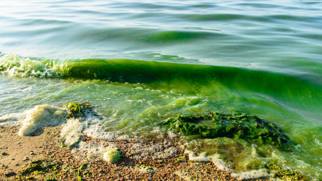 strand med bølge som er grønn av alger