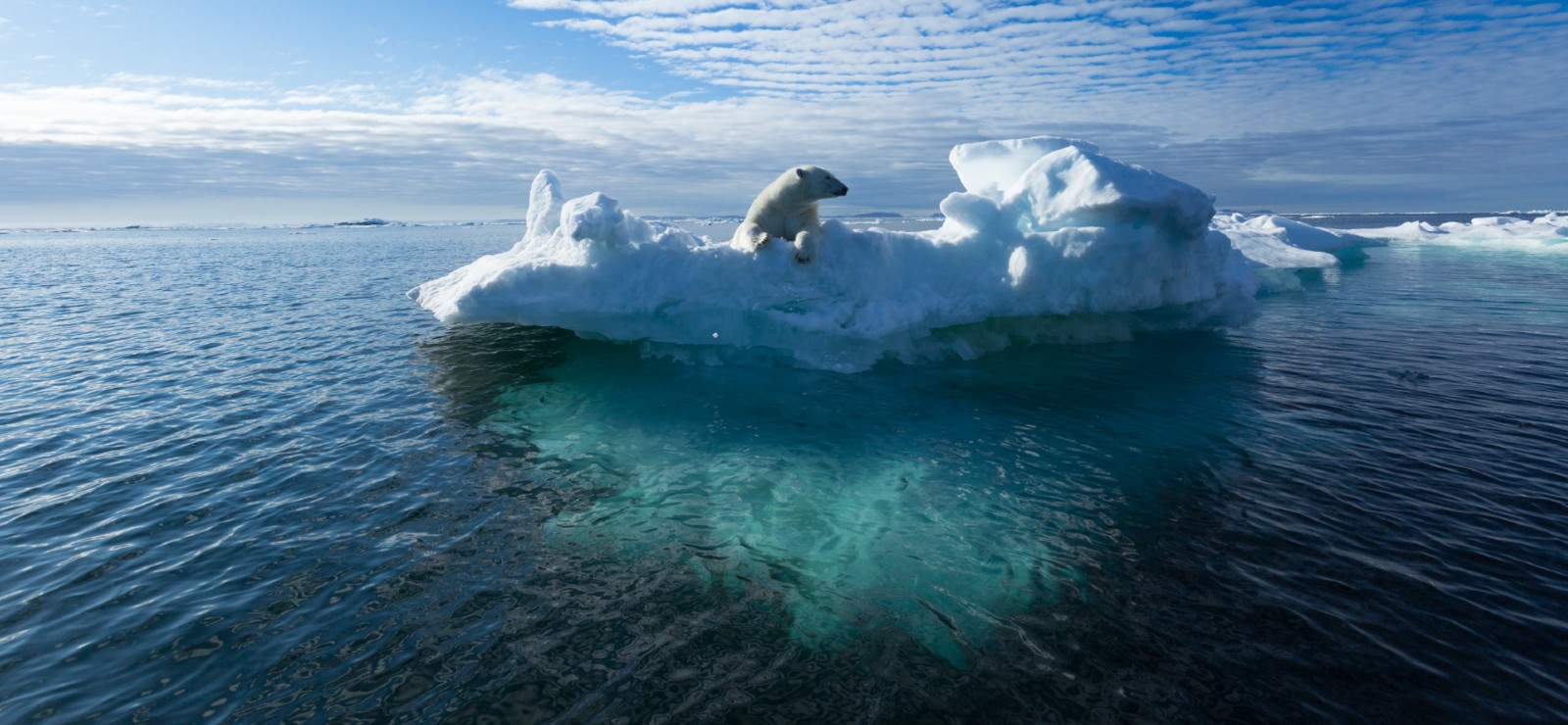 Polar bear on melting sea ice illustrating the climate crisis