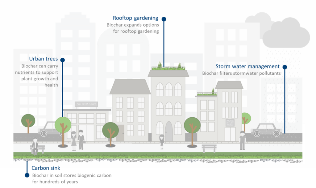 Urban green spaces as carbon sinks