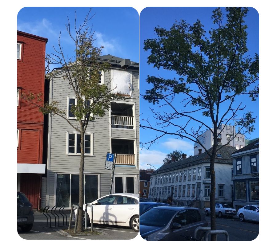 Trees in urban environments