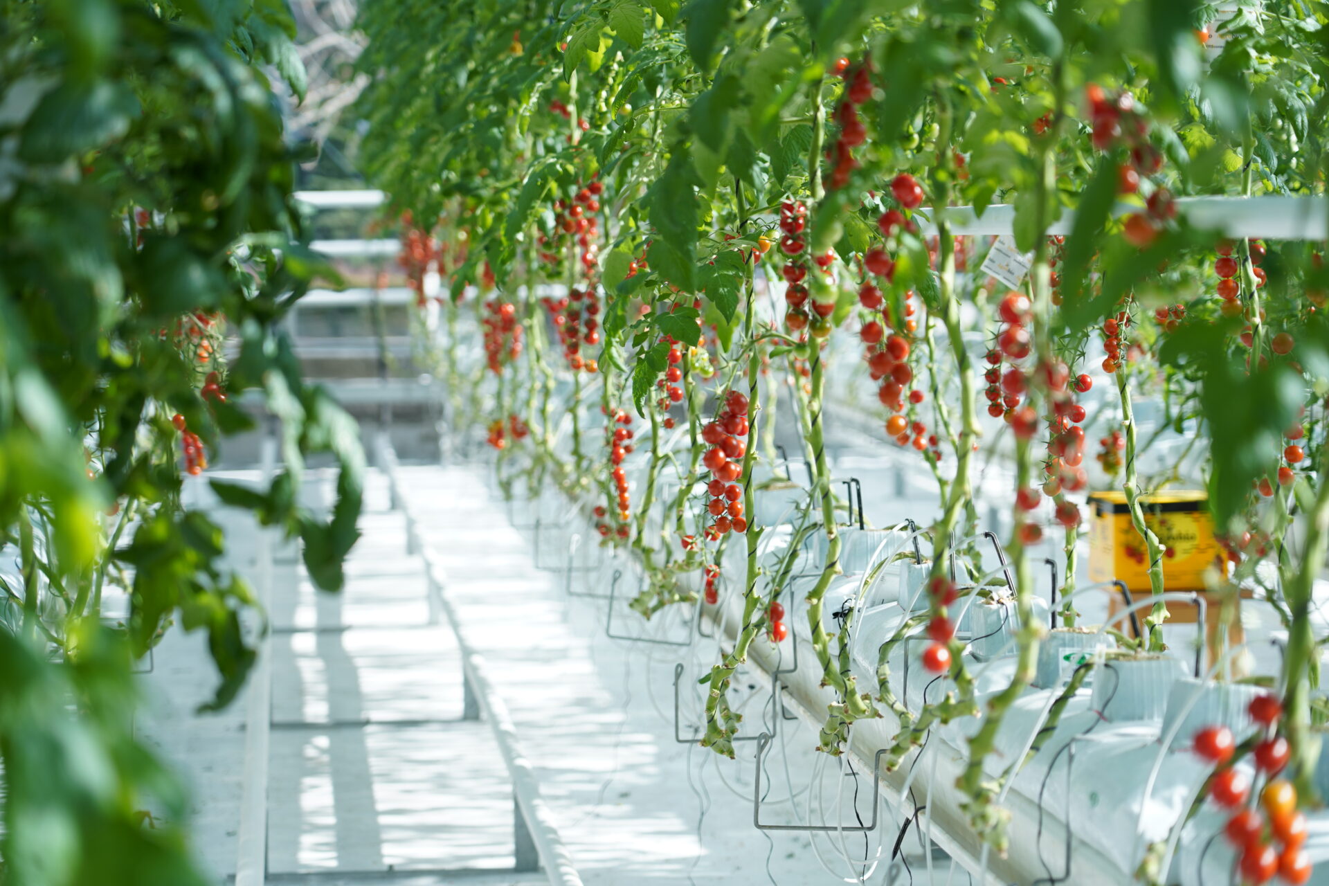 Cherry tomatoes growing in the research greenhouse at the University of Agronomic Sciences and Veterinary Medicine of Bucharest (USAMV), Romania