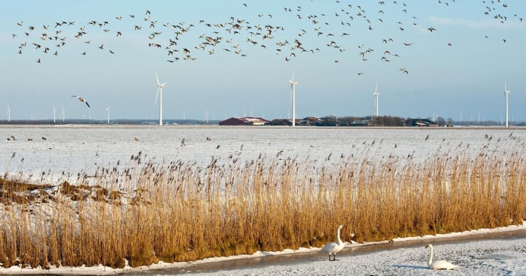 birds-and-wind-turbines