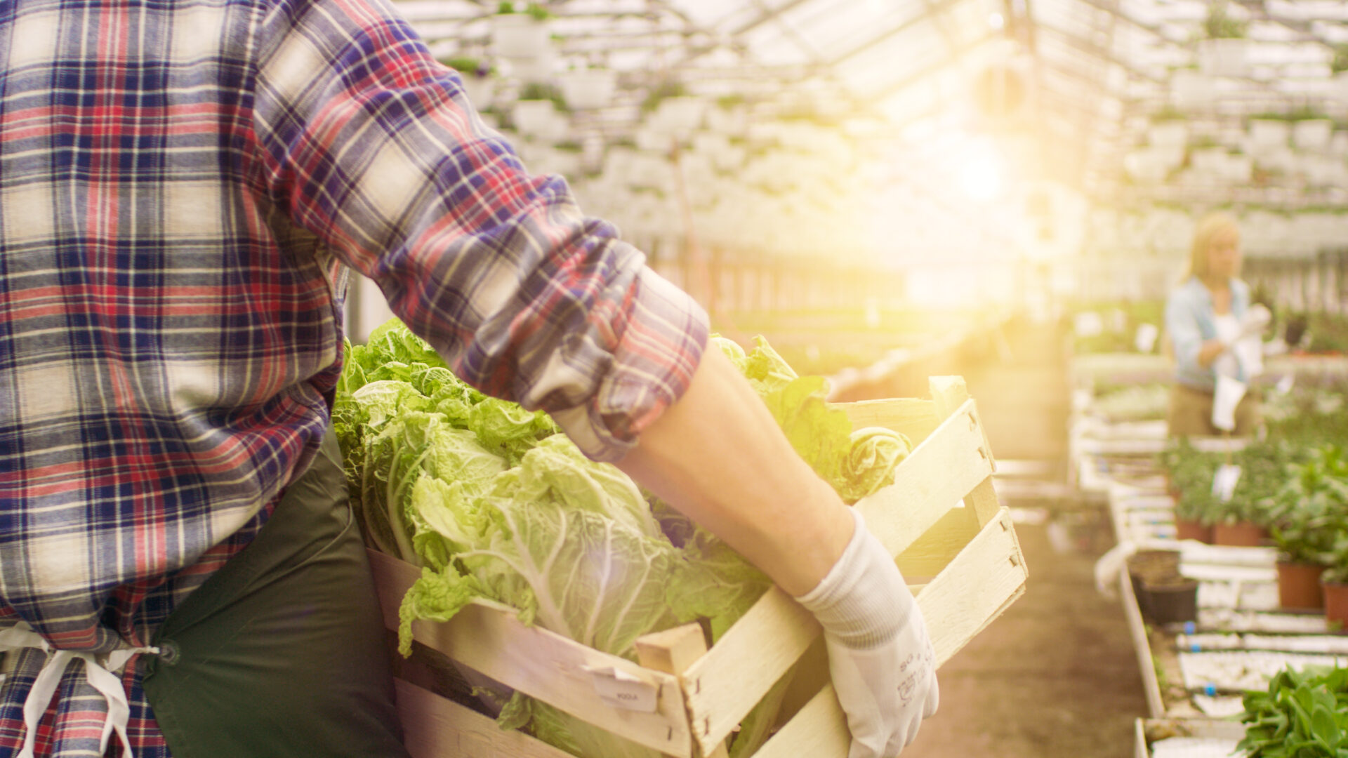 Bilde av en person som bærer en kasse med grønnsaker i et veksthus. En person i bakgrunn. (Bilde: Shutterstock)