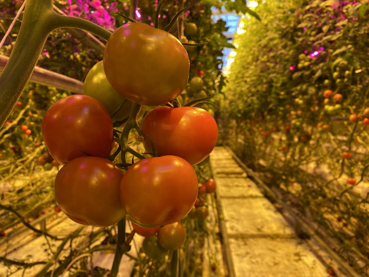 Dyrking av tomater i veksthuset ved Mære landbruksskole. Foto: Sigurd Sannan.