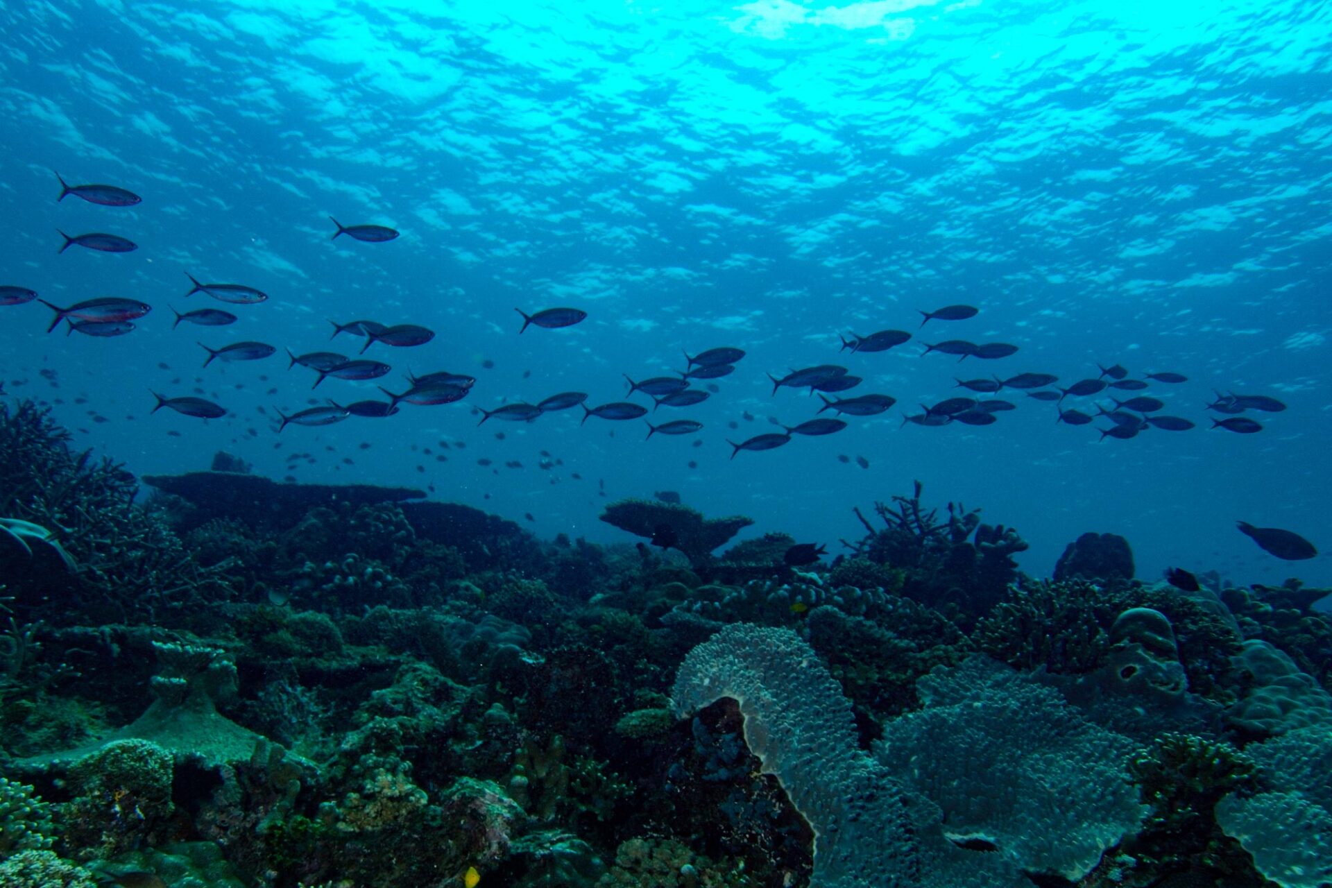 Underwater picture of a school of fish.