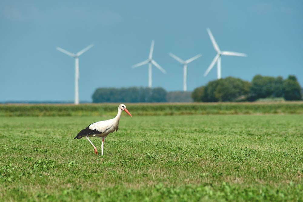 wind-energy-wildlife