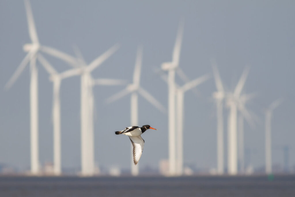 A bird flies in front of wind turbines.