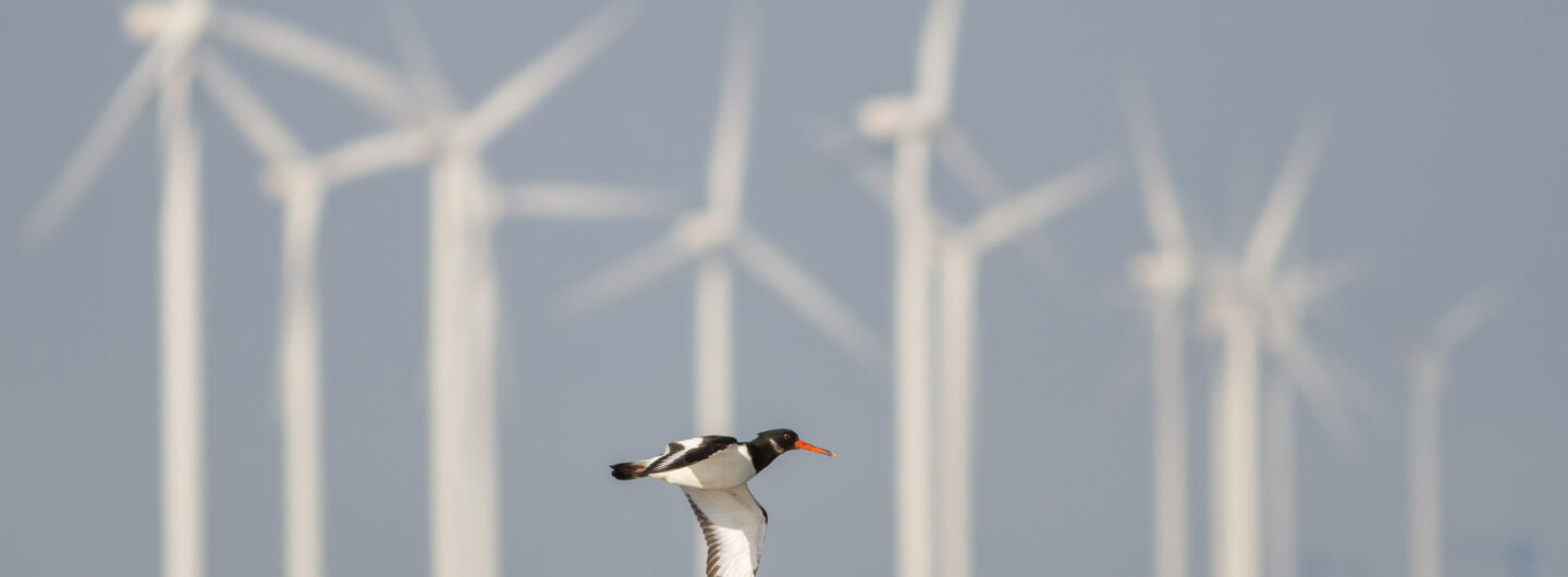 En fugl flyr foran vindturbiner.
