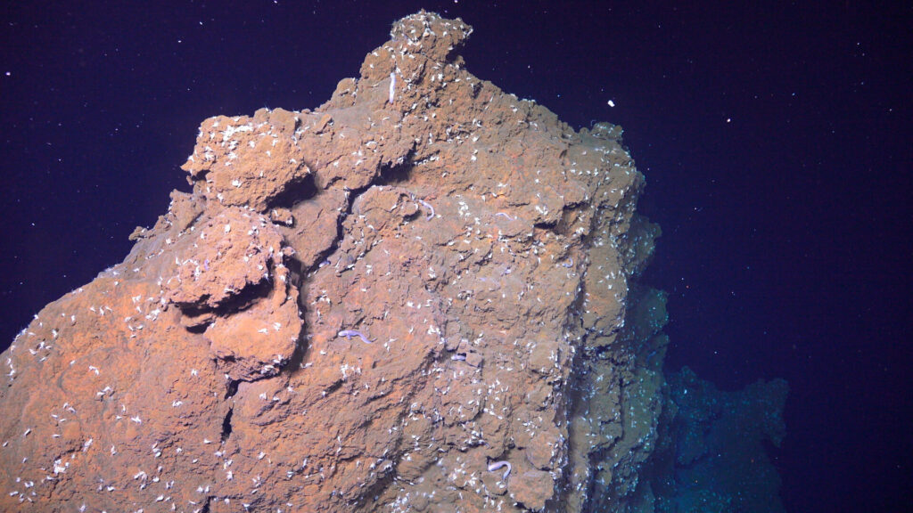 Geological structure covered in amphipods.
