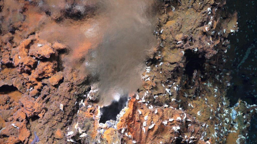 Hydrothermal vent with amphipods.