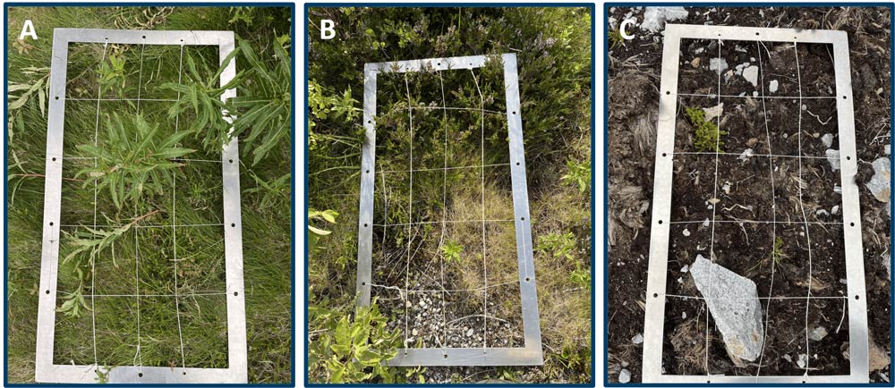 Three photos labeled A, B, and C, showing a comparison of vegetation recovery in disturbed areas (0-10m) at different wind farm sites over varying years since construction.
A: A rectangular metal frame placed on dense grass and leafy plants at the Smøla site, where 22 years have passed since construction.
B: The frame placed on sparse grass and small shrubs at the Ytre Vikna site, where 12 years have passed since construction.
C: The frame placed on bare soil with a few small plants and rocks at the Frøya site, where only 3 years have passed since construction.