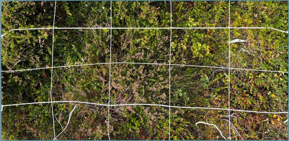 A close-up view of a natural plant community from an undisturbed zone, framed by a rectangular grid. The vegetation includes a dense mix of green shrubs, heather with small pinkish flowers, and various other ground plants, showing a vibrant and diverse natural ecosystem.