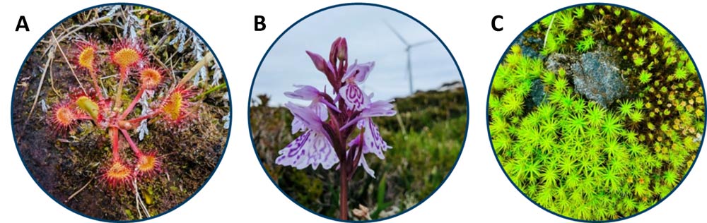 Three circular photos labeled A, B, and C, showing indicator species found during fieldwork.
A: Drosera rotundifolia, a small carnivorous plant with red, sticky, hair-like structures on its leaves, growing in a mossy area.
B: Dactylorhiza maculata, a purple-pink spotted orchid, standing tall against a blurred background with a wind turbine faintly visible.
C: Polytrichum moss, a vibrant green moss with star-like structures, surrounding a small rock.