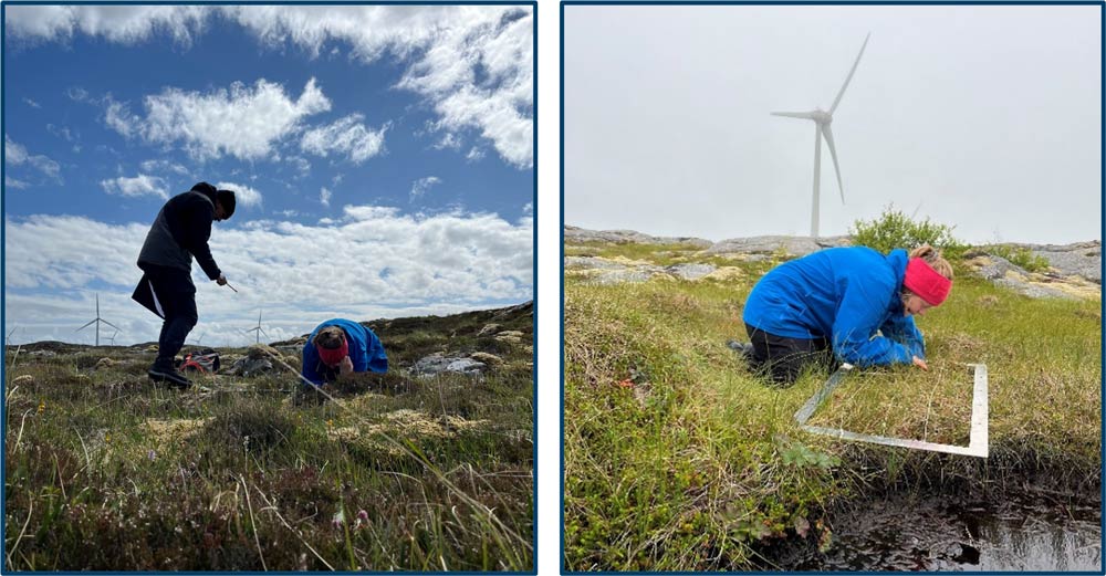 Two photos side by side showing researchers conducting vegetation sampling in a wind farm area. The left photo captures two people kneeling on a grassy, rocky terrain under a partly cloudy sky, with wind turbines visible in the background. The right photo shows a single researcher wearing a blue jacket and red headband, closely examining vegetation within a white square frame near a small water body, with a wind turbine faintly visible in the misty background.