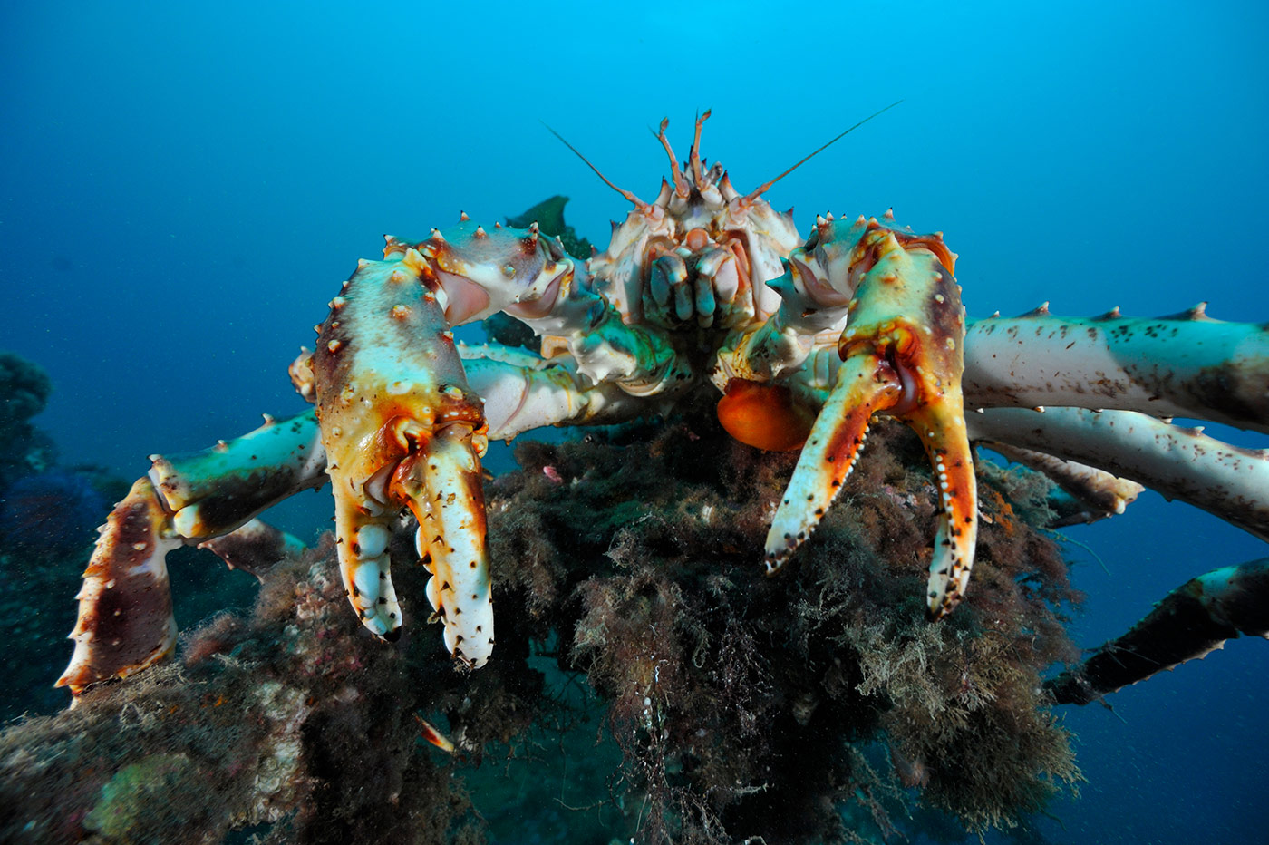The red king crab under water.