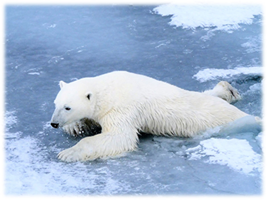 Polar bear on ice. Photo: Leif Grimsmo/SINTEF
