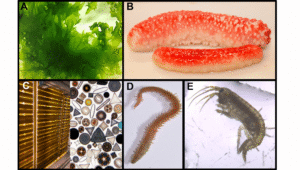 Collage med lavtrofiske arter.