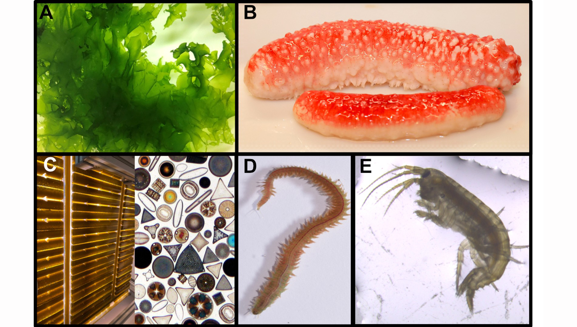 Collage med lavtrofiske arter.