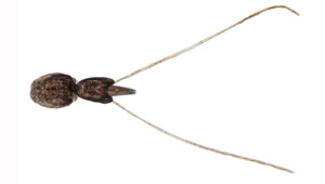 Lakselus_Shutterstock