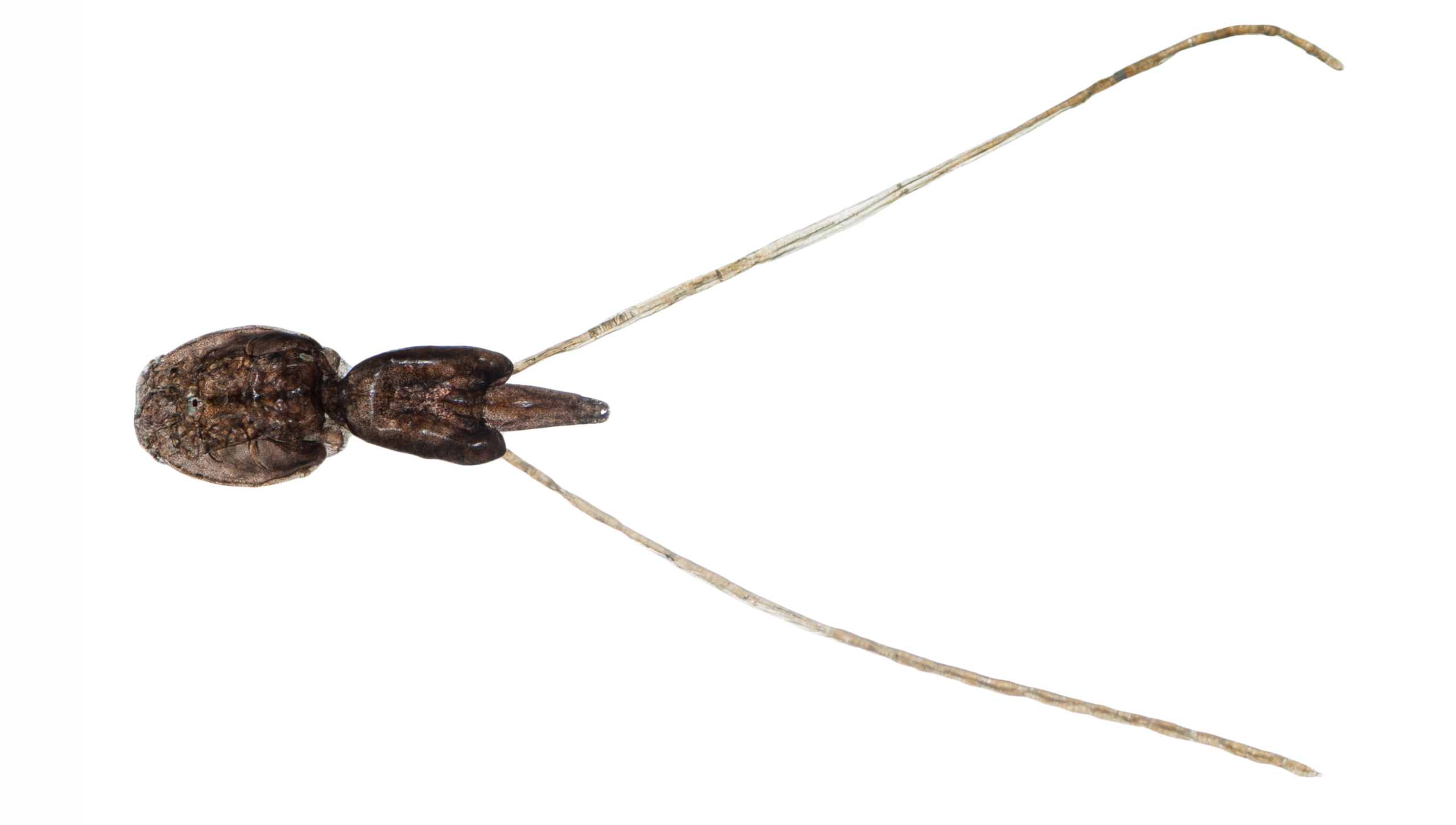 Lakselus_Shutterstock