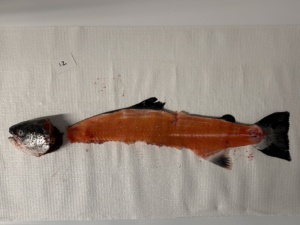 Fish carcass in parts.