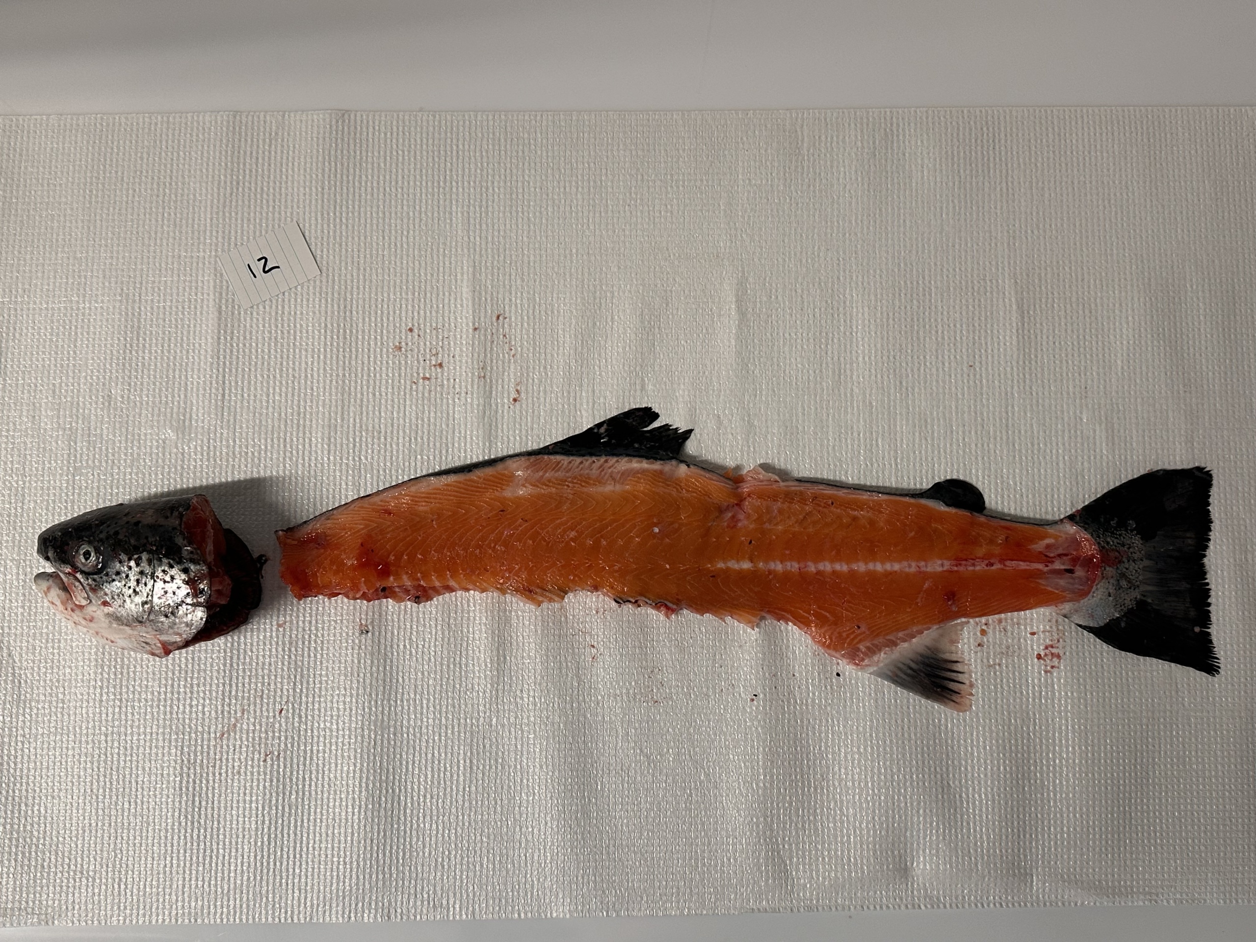 Fish carcass in parts.