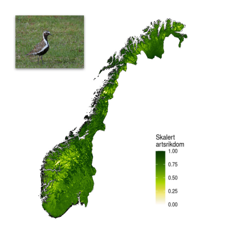 Map of Norway in 500 by 500 m pixels, shaded by scaled species richness for birds from 0 to 1