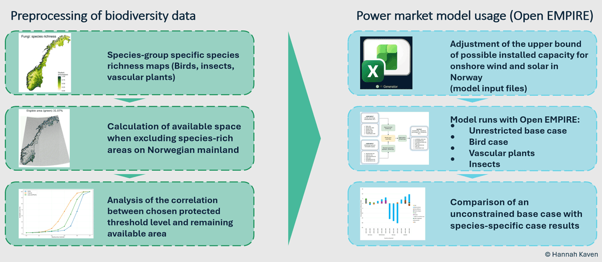 Two-part flowchart showing the study's workflow. Left panel, "Preprocessing of biodiversity data," three steps connected by down arrows: (1) species-group specific species richness maps for Norway, covering birds, insects and vascular plants, illustrated by a shaded map of Norway; (2) calculation of available space when excluding species-rich areas on the Norwegian mainland, illustrated by a grey-and-green map marking eligible area as 31.07%; (3) analysis of the correlation between the chosen protected-threshold level and remaining available area, illustrated by a line chart with three rising curves. A large arrow points from this panel to the right panel, "Power market model usage (Open EMPIRE)," also three steps: (1) adjustment of the upper bound on possible installed onshore wind and solar capacity in Norway via model input files, illustrated by a spreadsheet icon; (2) model runs with Open EMPIRE for four cases: unrestricted base case, bird case, vascular plants case, and insects case, illustrated by a flowchart icon; (3) comparison of the unconstrained base case with the species-specific case results, illustrated by a bar chart of generation differences by country. Credit: © Hannah Kaven.